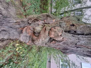 Der Pareidolie-Baum