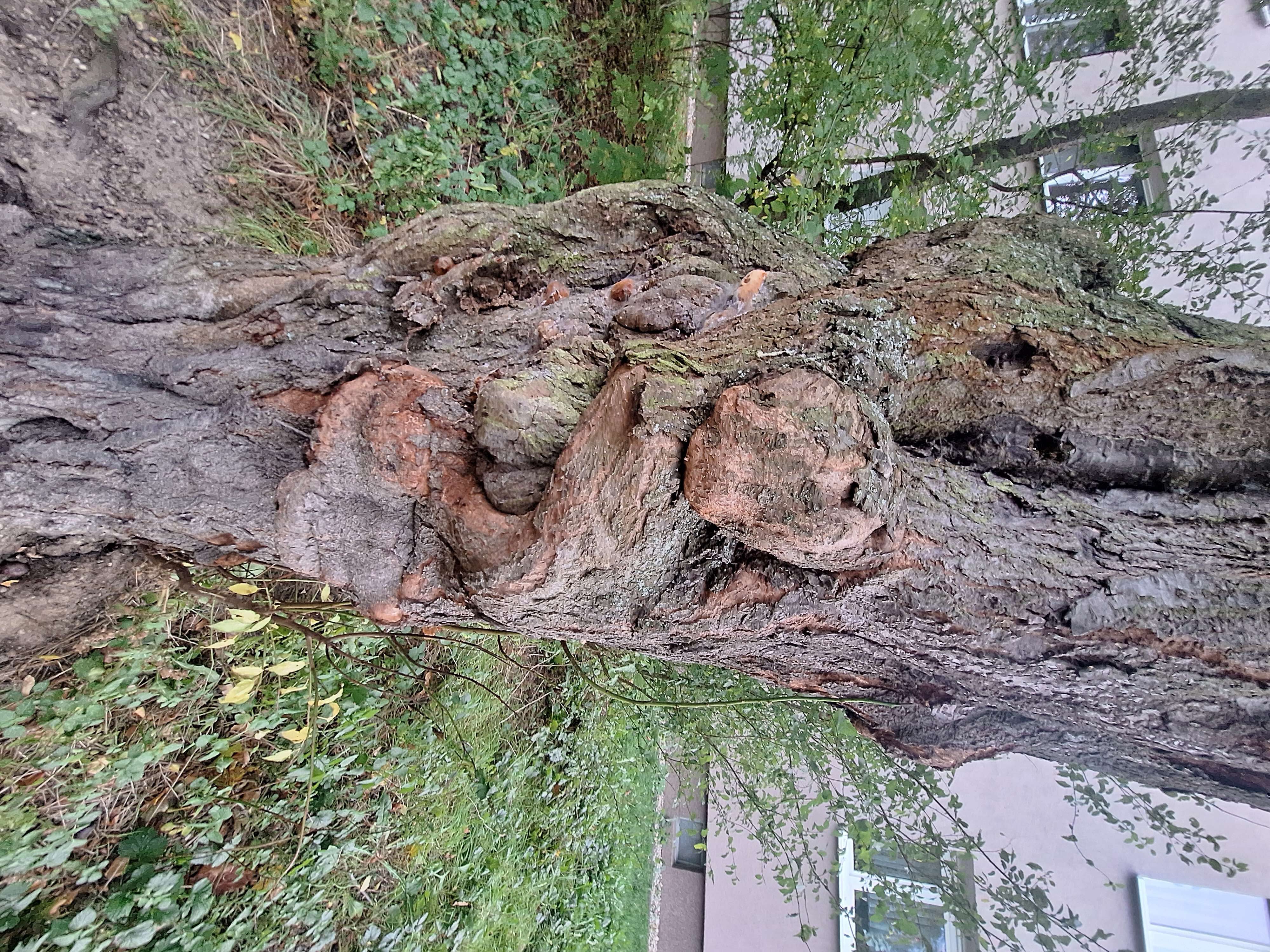 Der Pareidolie-Baum